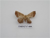 藏品(尺蛾268)的圖片